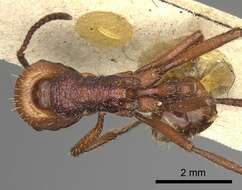 Imagem de <i>Pogonomyrmex serpens</i>