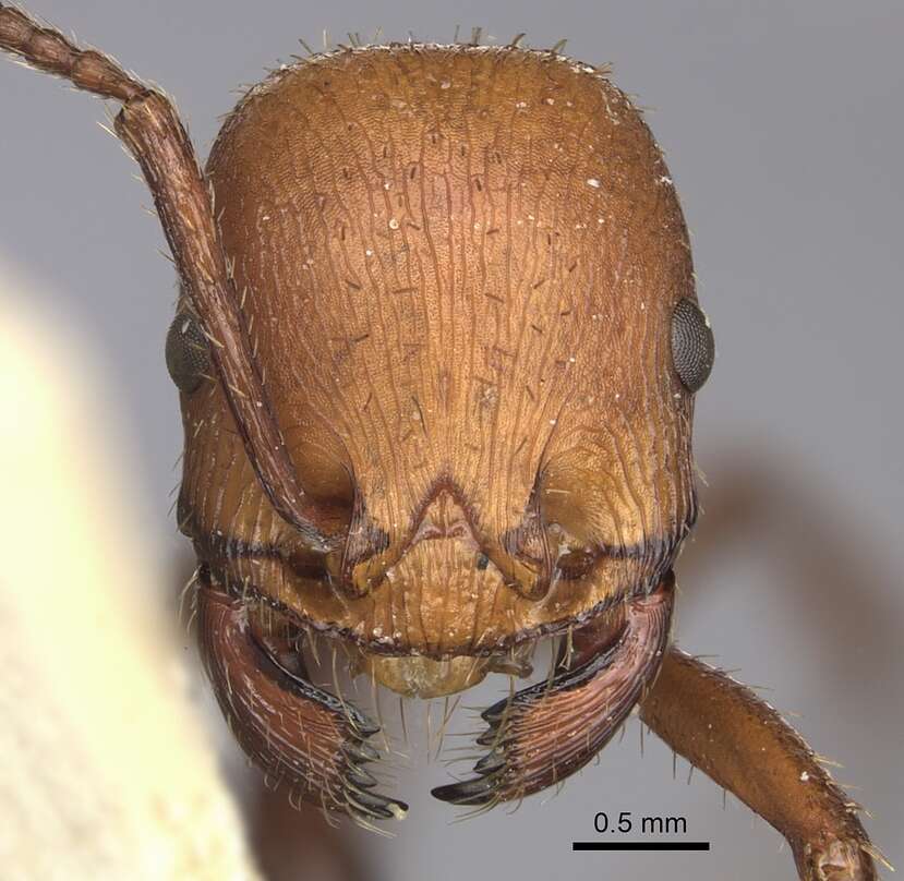 Imagem de <i>Pogonomyrmex serpens</i>