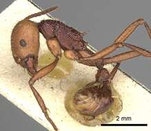 Imagem de <i>Pogonomyrmex serpens</i>