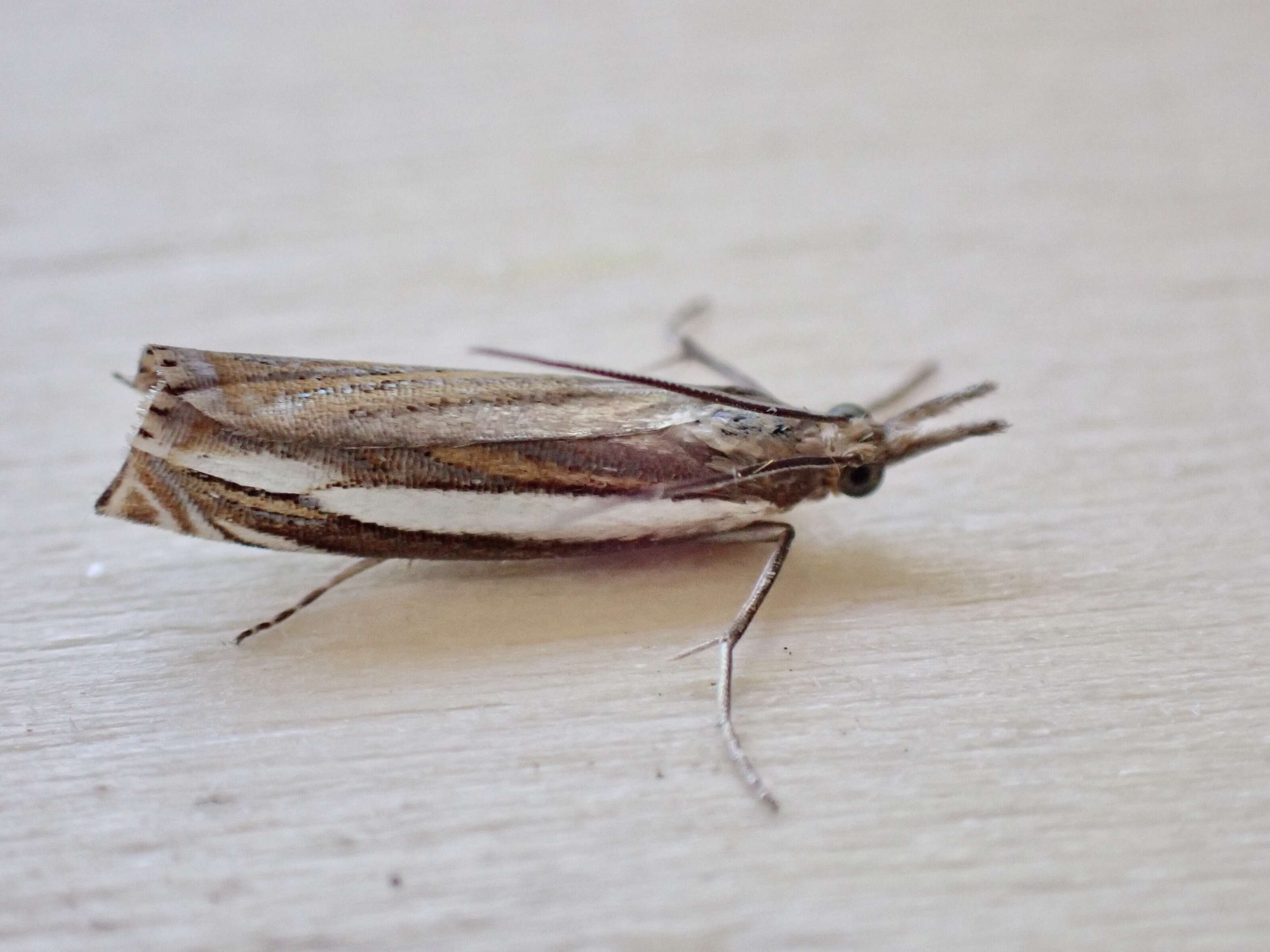 Crambus silvella Hübner (1810) resmi