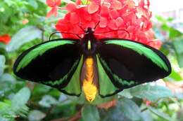 Image de Ornithoptera priamus (Linnaeus 1758)