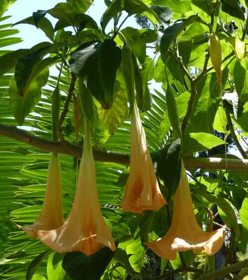 Image of arborescent angel's-tears