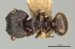 Imagem de Pheidole sexspinosa Mayr 1870