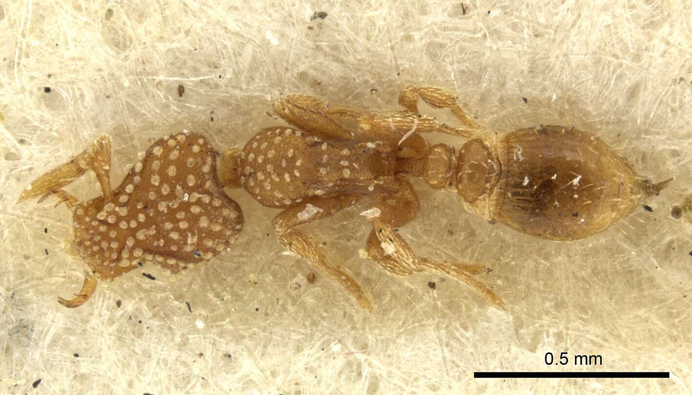 Image of Strumigenys emmae