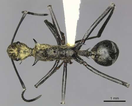 Image of Polyrhachis ignota Kohout 1987