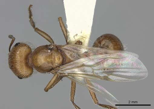 Слика од <i>Pogonomyrmex mohavensis</i> Johnson