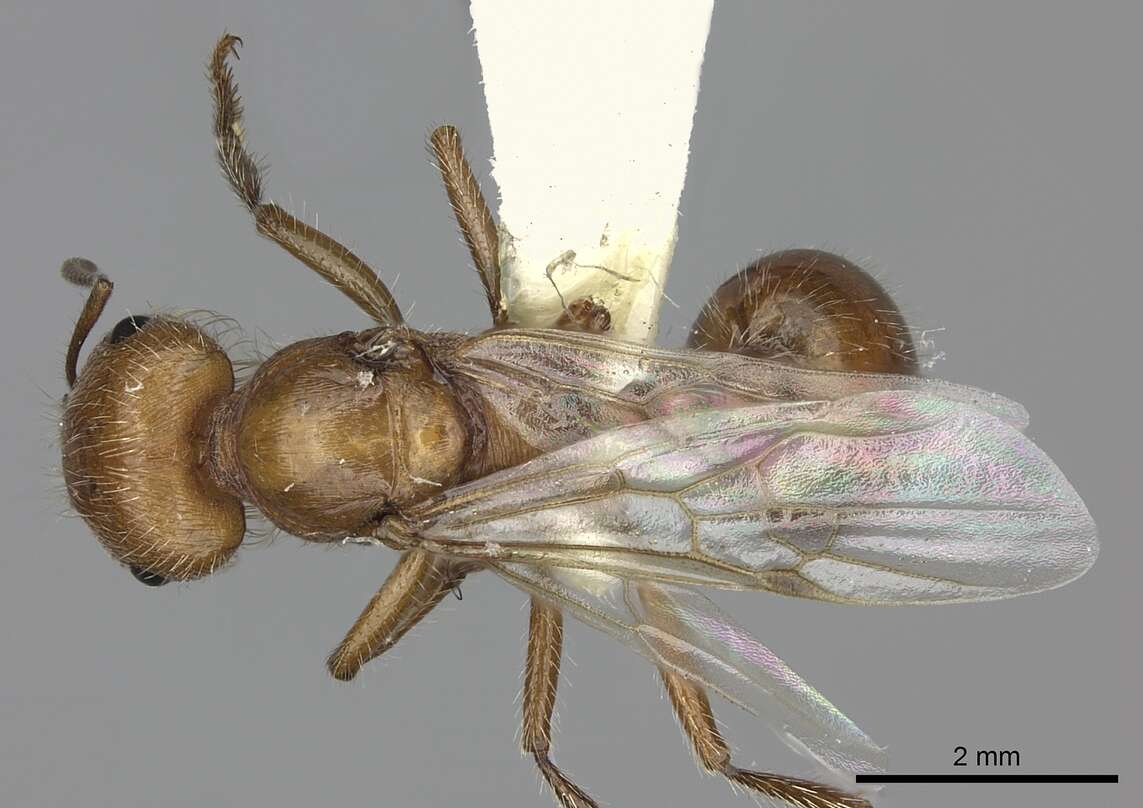 <i>Pogonomyrmex mohavensis</i> Johnson resmi