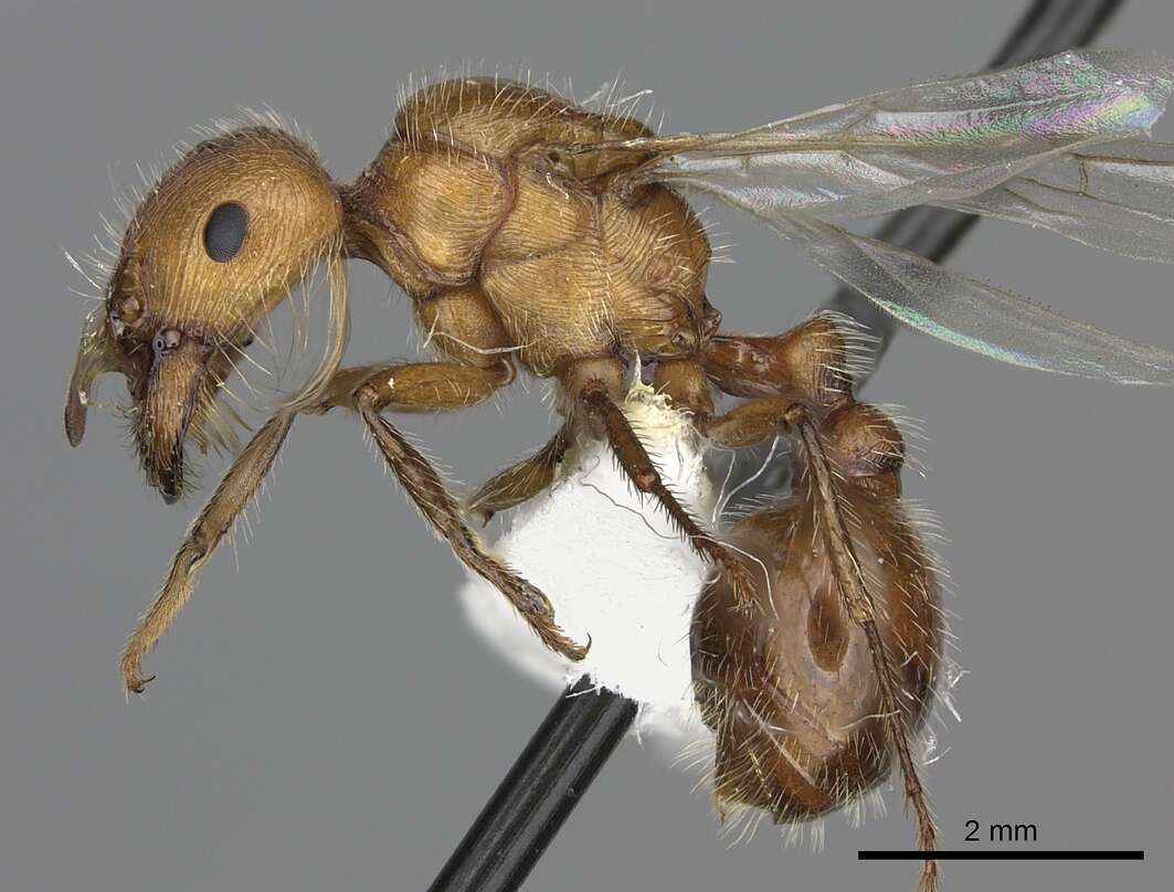 <i>Pogonomyrmex mohavensis</i> Johnson resmi