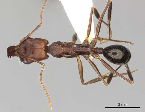 Image of Odontomachus turneri Forel 1900