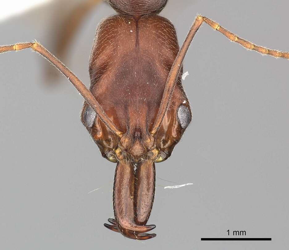 Image of Odontomachus turneri Forel 1900