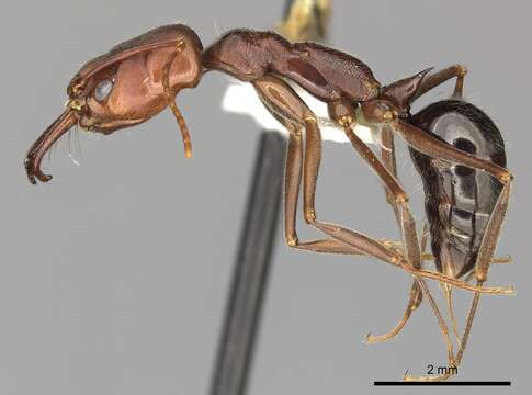Image of Odontomachus turneri Forel 1900