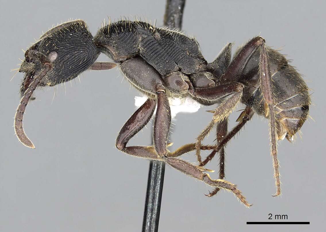 Image of <i>Odontoponera denticulata</i> (Smith)