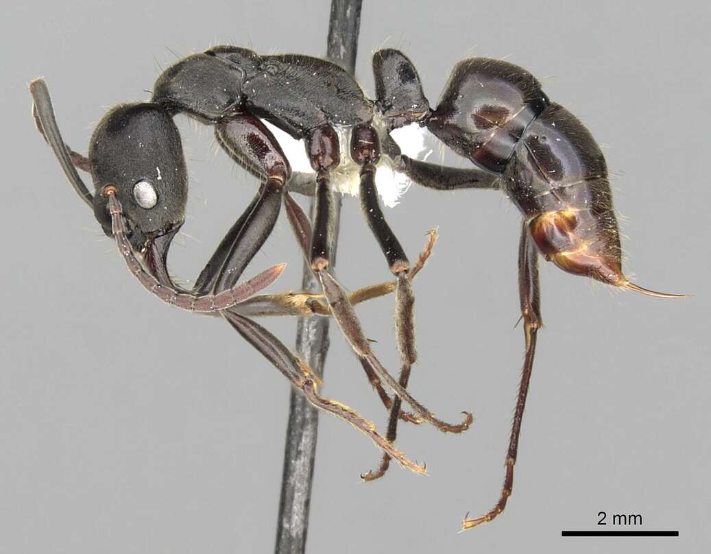 Image de Neoponera