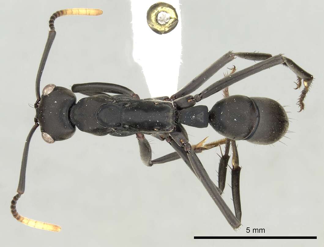 Image of Neoponera apicalis