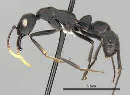 Image of Neoponera apicalis