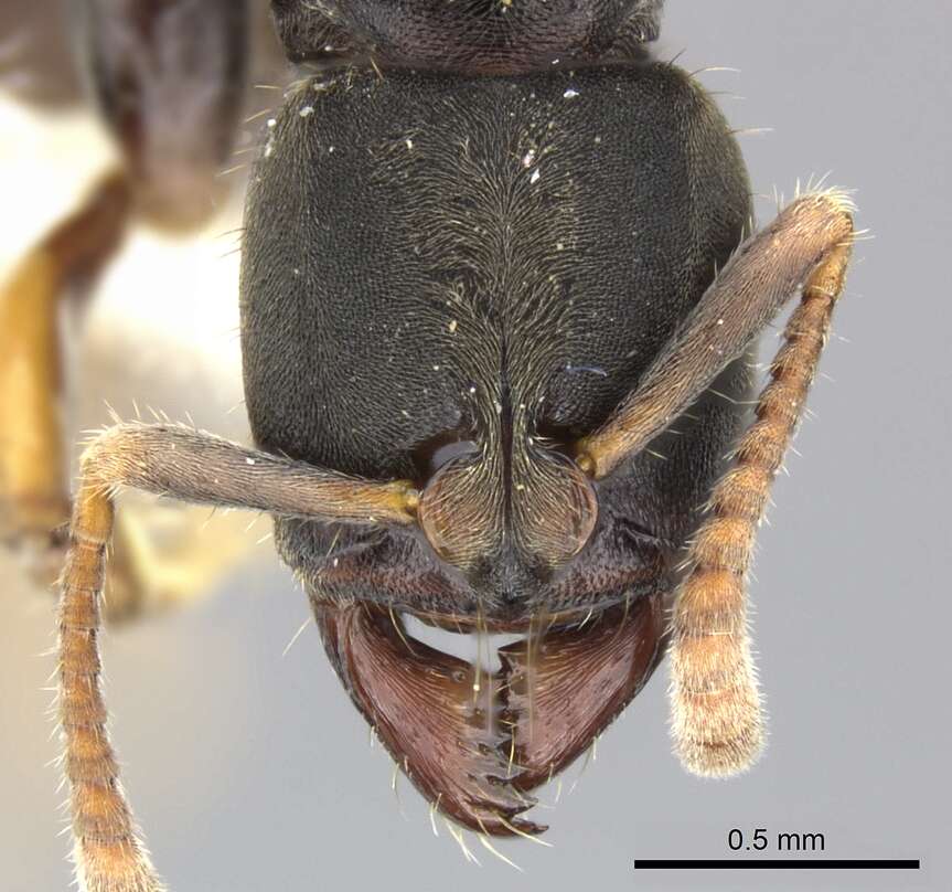 Image of Pseudoponera cognata