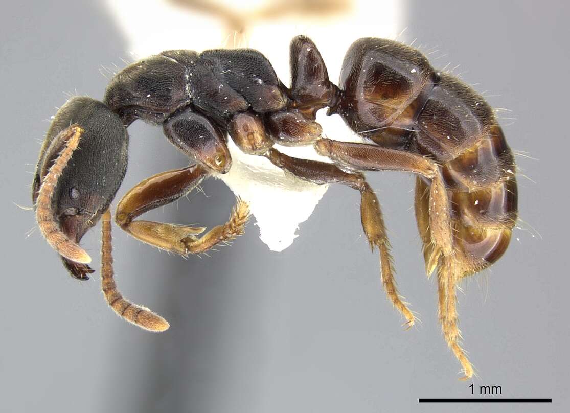 Image of Pseudoponera cognata