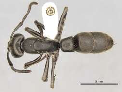 Image of Panther Ants