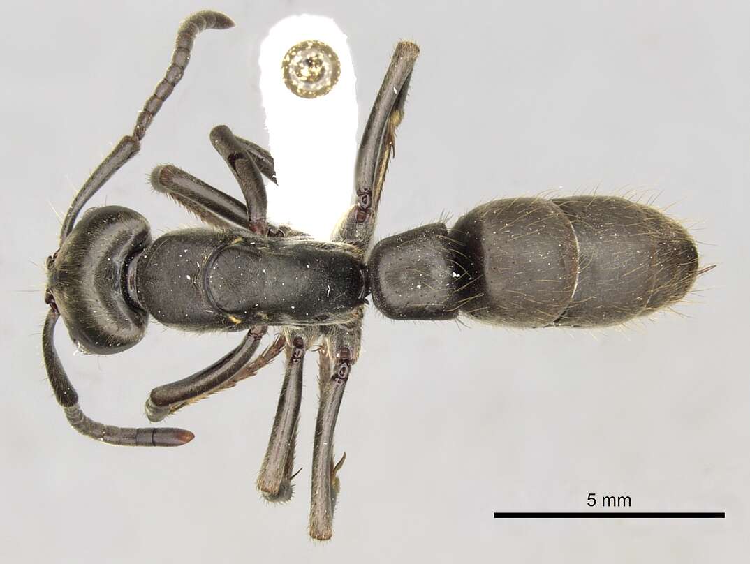 Image of Panther Ants