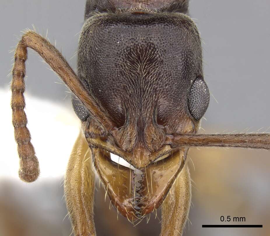 Image of Neoponera crenata