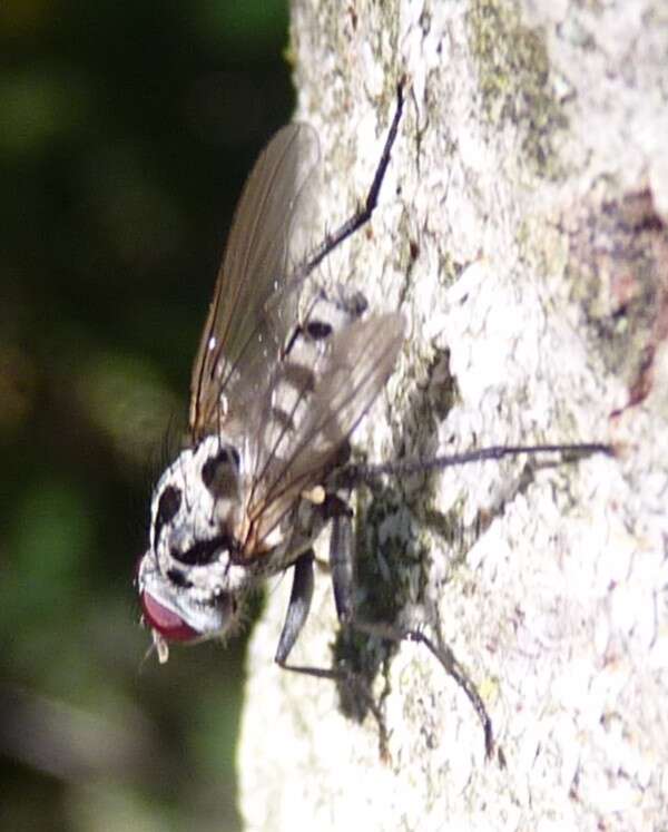 Image of Eustalomyia hilaris (Fallen 1823)