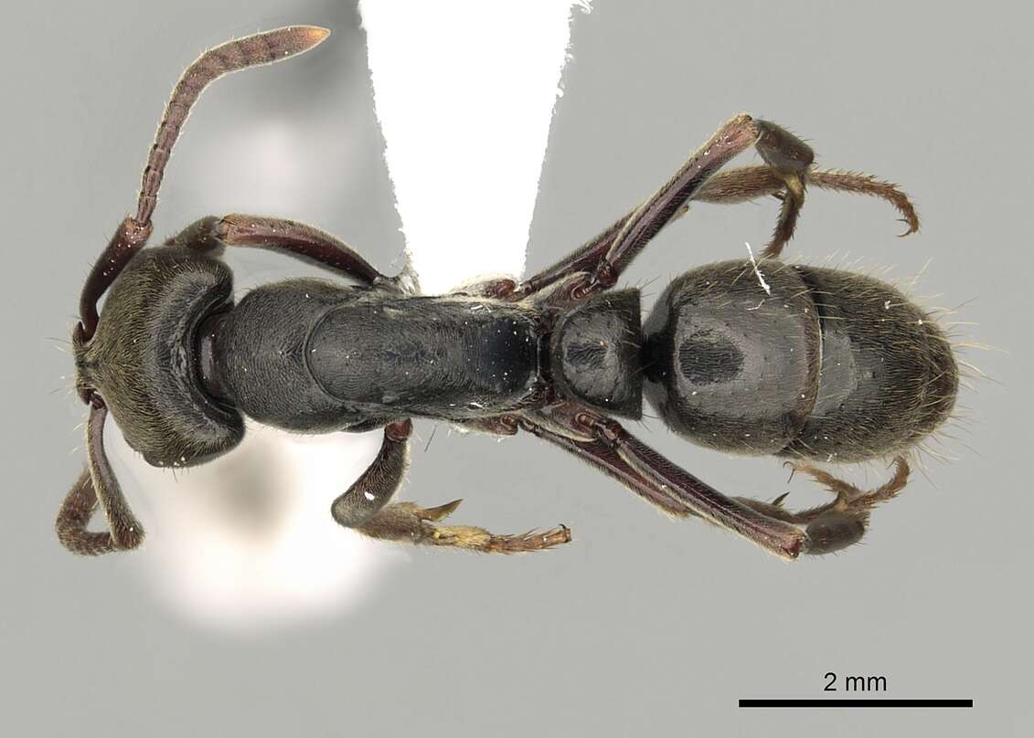 Image of Panther Ants