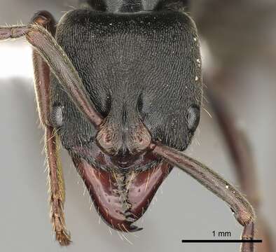 Image of Panther Ants