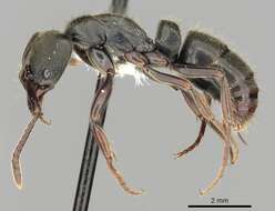 Image of Panther Ants