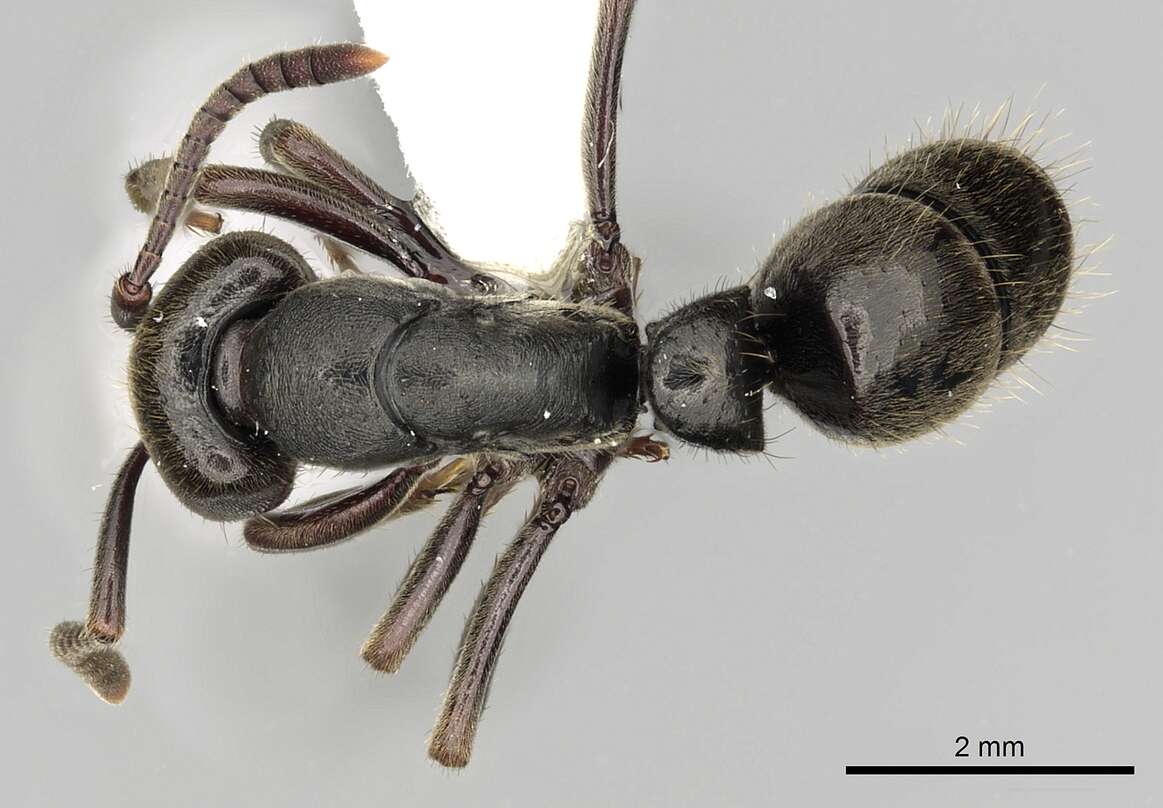 Image of Panther Ants