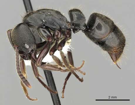 Image of Panther Ants