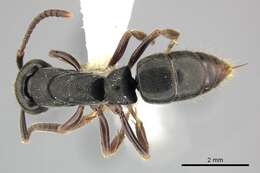 Image of Panther Ants