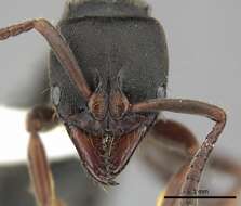 Image of Panther Ants