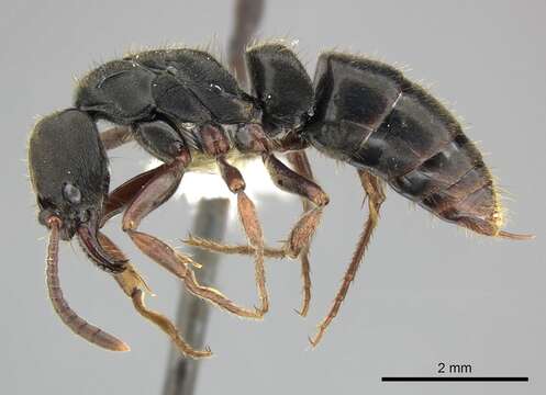 Image of Panther Ants