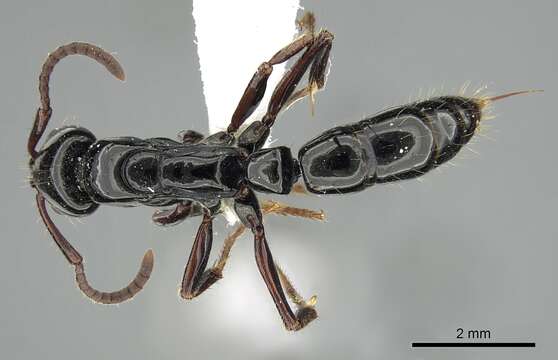 Image of <i>Neoponera laevigata</i>