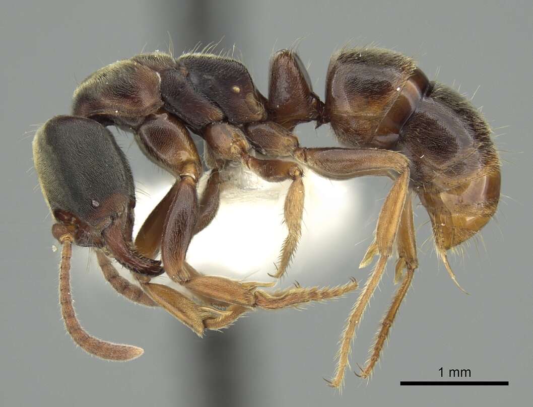 Image of Pseudoponera stigma