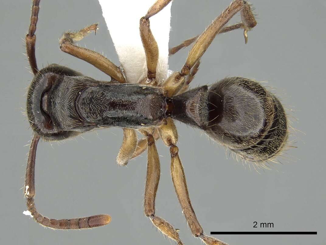 صورة Neoponera unidentata