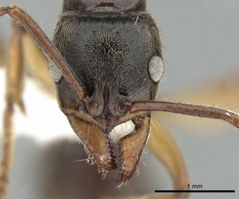 صورة Neoponera unidentata