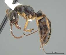 صورة Neoponera unidentata