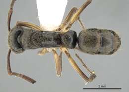 صورة Neoponera unidentata