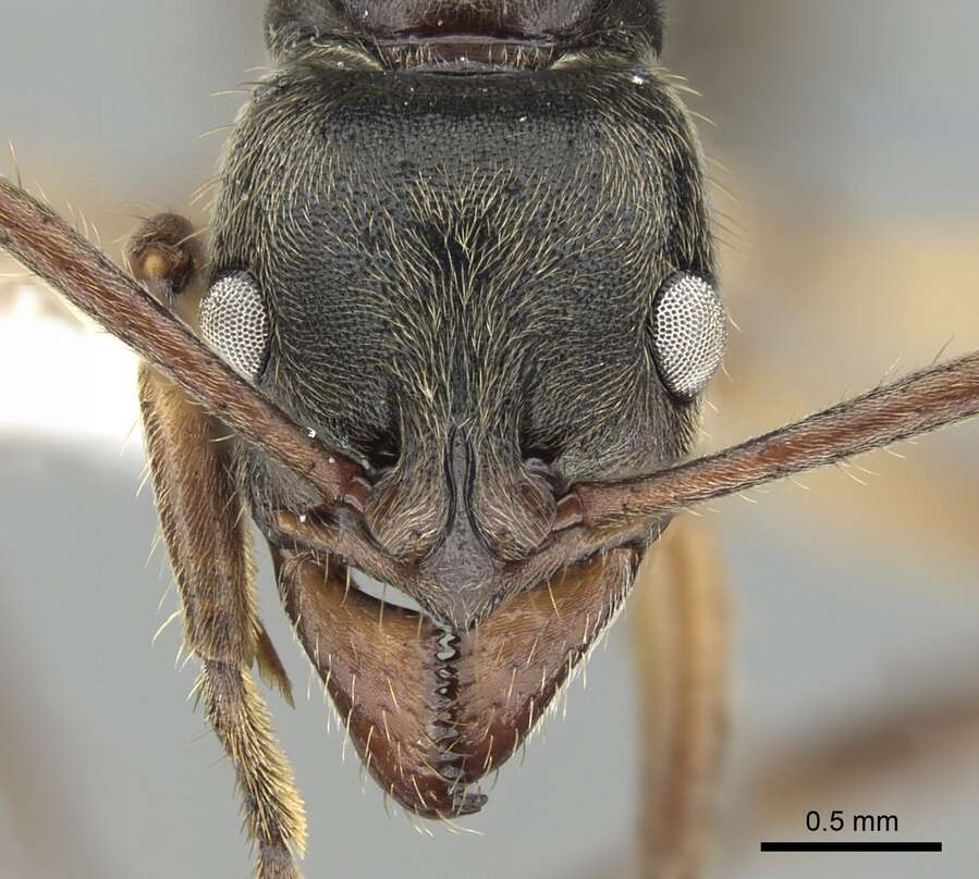 صورة Neoponera unidentata