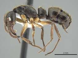 صورة Neoponera unidentata