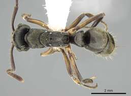 صورة Neoponera unidentata