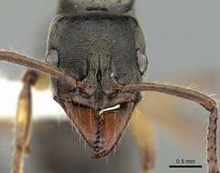 صورة Neoponera unidentata