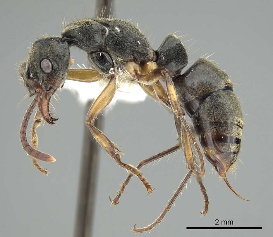 صورة Neoponera unidentata