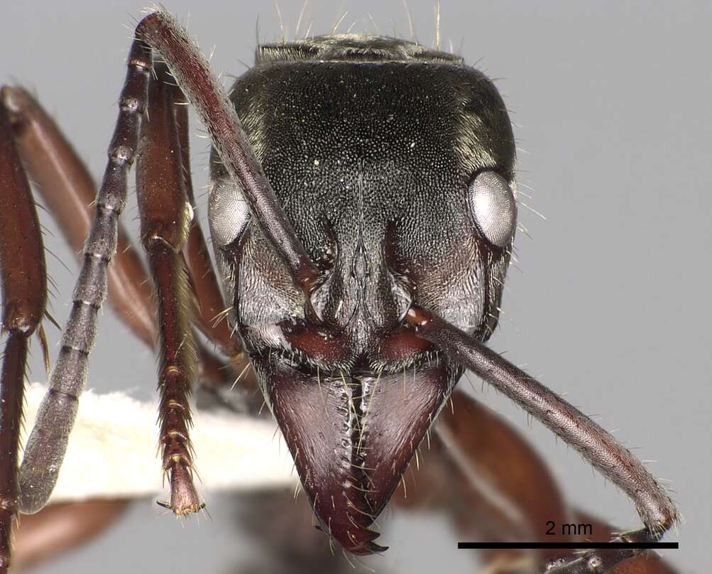 Image of Neoponera villosa