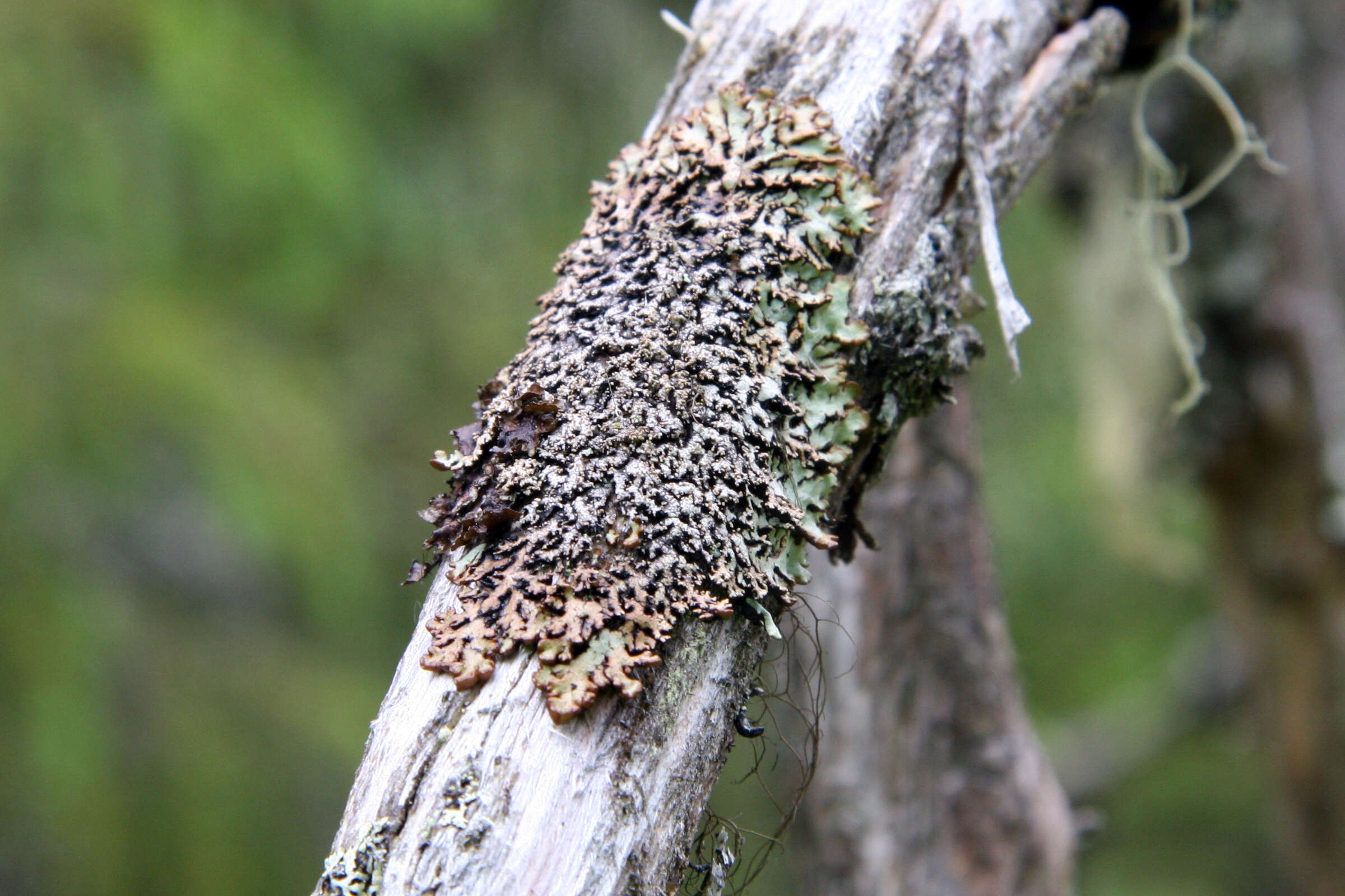 Image of tube lichen