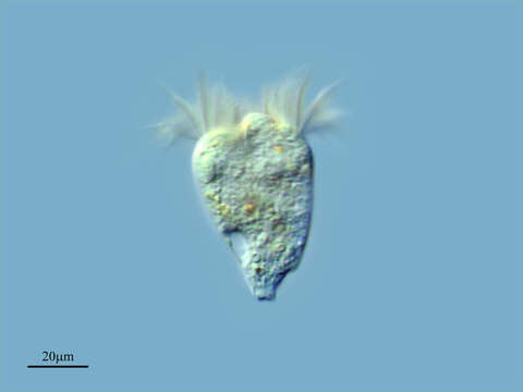 Image of Strobilidium gyrans (Stokes 1887) Kahl 1932