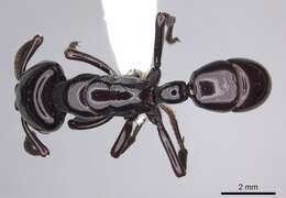 Image of Plectroctena minor Emery 1892