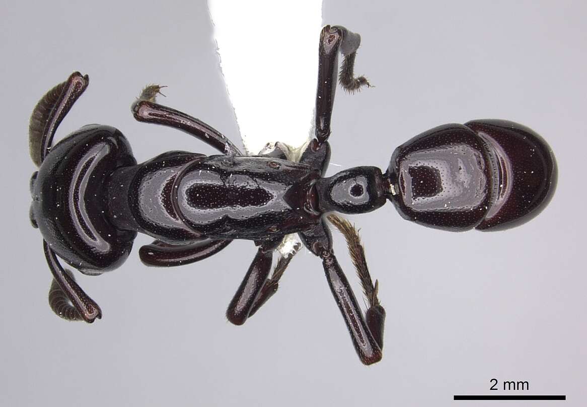Image of Plectroctena minor Emery 1892