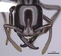 Image of Plectroctena minor Emery 1892